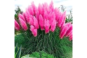 CSL SUNRISE GMBH Set Frosthartes Amerikanisches Pampasgras Cortaderia Ziergras im Mix 4xrosa