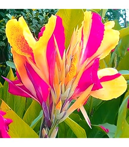 Riesen-Canna Zwiebeln - Mehrjährige Winterharte Gartenpflanzen (2 Zwiebeln)