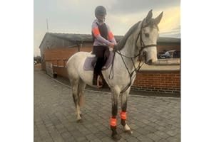 Ruggles Hi Viz Leg/Arm Band, High Visibility Leg Wraps for Horse and Pony (Set of 4) (Orange, Large)