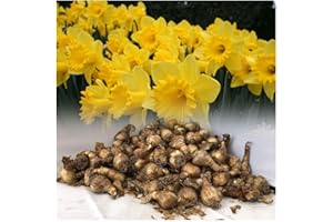 GARTHWAITE NURSERIES® : - UK Stockist. : - 5KG King Alfred Trumpet Daffodil Bulbs Vivid Yellow Spring Flowering Perennial Great Value.