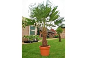 CSL SUNRISE GMBH Seltene Palmen Kreuzung Trachycarpus Fortunei/Wagnerianus bis 160 cm. Deutsche Freilandzucht