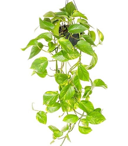 monstera love Plant Mama, Plant Ornament, Plants, Plant Lovers Gift, Variegated Mons –  Cute But Rude main image 1