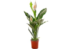 GARDENERSDREAM Spathiphyllum, grande plante d'intérieur, purifie l'air de votre maison.