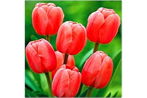 ZZNCHH Tulipán Bulbos,Winterharte, Bulbos de Tulipán, Flores Cortadas, Plantas Perennes, Bulbos De Jardín, Decoración De Balcones-15 Bulbos-D