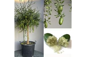 SAVINI VIVAI L'ARTE DI FARE NATURA SAVINI VIVAI Citronnier, Caviar Vert, Faustrime, Agrume, Tilleul, Semis de Citron en Pot, 35 cm Hauteur 120-140 cm 4 Ans de Greffe,