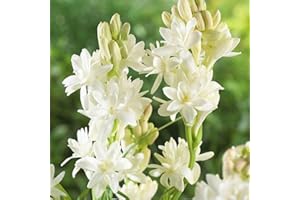 ALASINES In vaso in tutte le stagioni,Bulbo di tuberosa,Bellissimi fiori ornamentali,Decorazione del giardino-20 Bulbi