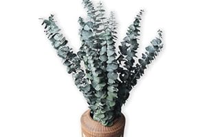 COMTELEK 10 Pack Natürliche Getrocknete Eukalyptus 17 Zoll/45cm konserviert frische Eukalyptus-Zweige Greenery Pflanzen für natürliche Aromatherapie zu Ihrer Dusche für Blumenarrangements Hochzeit Home Decor