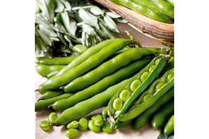Suttons Bean (Broad Bean) Seeds Aquadulce Claudia, Vegetable Seed, Approx. 45 Seeds per Pack, Grow Your own, Ideal for Beds and Borders