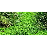 Tropica Aquarium Pflanze Hemianthus callitrichoides Cuba Wasserpflanzen Nr.048B