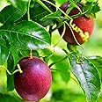 VENUS-ONLINE Purple Hybrid Rare Passion Fruit Live Seedling Plant, flowering in a year. Very sweet and tasty fruit. 1 plant.