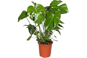 GARDENERSDREAM Monstera Deliciosa Swiss Cheese Plant - Air Purifying House Plant with Split Leaves - Live Tropical Monstera Plant for Indoor Home and Office (50-60cm)
