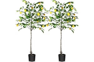 Kazeila Finto albero di limone, pianta artificiale di seta di limone, albero di limone artificiale pre-vaso, albero di frutta di limone, in plastica, per decorare la casa, ufficio, confezione da 2