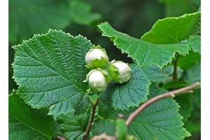 VEG SRLS ALBERO DI NOCCIOLO PIEMONTESE-CORYLUS AVELLANA - pianta vera da frutto da esterno Ø 19 cm -h 150 cm