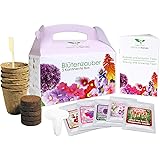 Magic of Nature Pizza/Pasta Box - Kräuter Anzuchtset - Perfektes