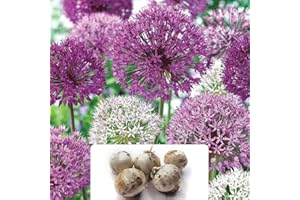 BOTANICAL BLISS 5 Allium Sensation Mixed Bulbs – Stunning Perennial Blooms – Easy to Grow & Maintain – Perfect for Your Garden – Adapted for UK Climate