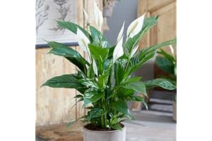 CARBETH PLANTS Spathiphyllum Peace Lily ‘Alana’ - Air Purifying House Plant in 13cm Pot - Around 40-50cm in Height