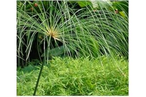 Cyperus papyrus - Papyrus - 15 graines