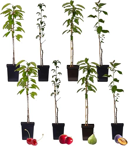Cerisier En Pot - Vraie Plante D'extérieur Kentis - Arbre Fruitier Pour Jardin Ou Balcon - Hauteur Environ 28 Cm