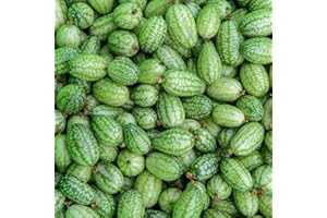 Saterkali Mini semi di anguria cucamelon, 100 pezzi mini anguria semi di cucamelon pianta da frutto giardino di casa decorazione dell'iarda Semi Di Cucamelon