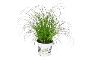 Kattgräs – Cyperus Alternifolius – till matsmältningsstöd för katter