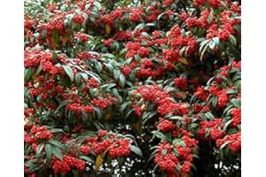 DIRECTPLANTS Cotoneaster Cornubia Shrub Supplied in a 9cm Pot