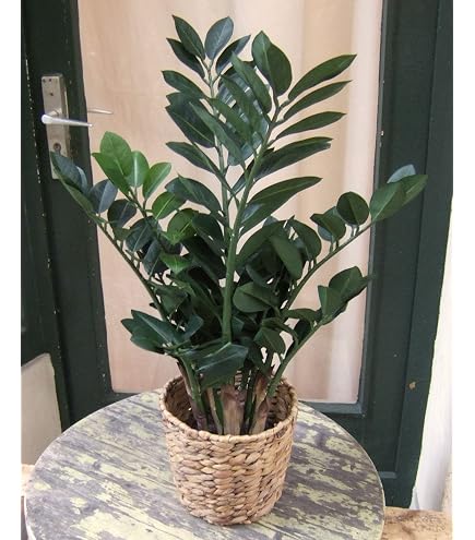 Amazon.de: Seidenblumen Ro Zamioculcas Zamiifolia/Glcksfeder 72cm GA  Kunstpflanzen knstliche Pflanzen Zamii