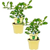 Bio zitronige Kaffir-Limette, (Citrus hystrix), Kräuter Pflanzen aus nachhaltigem Anbau (2 Pflanzen, je im 12cm Topf)