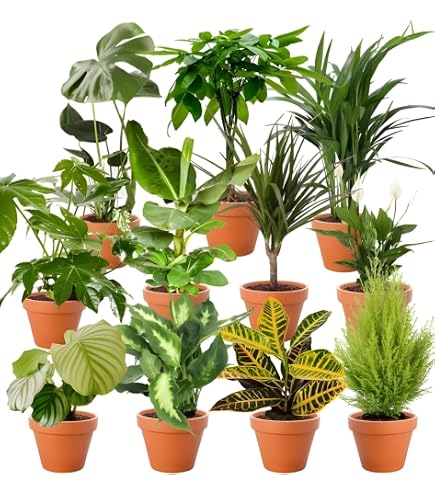 Korbmarante Zimmerpflanze Korbmarante Calathea Ca. 40-50 Cm  Pflegeleichte  Zimmerpflanze Mit Dekorativen Blttern