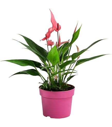 Bloomique - Anthurium Andreanum - Rot - Flamingoblume - Blhende  Zimmerpflanzen - Pflegeleicht - Hhe 40-50 cm - Topf 14 cm : Amazon.de:  Garten