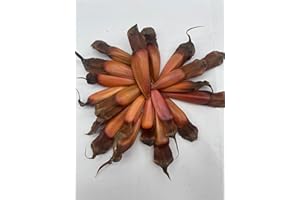 GENERIC 20x Monkey Puzzle Tree Seeds | Araucaria arancana | Fertile & Viable Seeds | UK