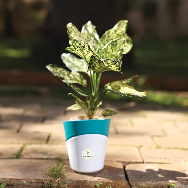 ZX- Lily Flowering 2 bulbs Fragrant Flower Plants Seeds for Home