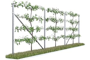 Kiwiri RANKI ™ Treillis pour plantes grimpantes - Treillis standard pour vin, kiwi, kiwi, rose, clématite, fruits en treillis (3 champs (6 mètres)