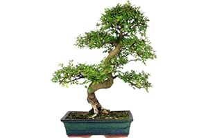 GROW YOUR SECRET GARDEN Chinesische Ulme 10 Samen (Ulmus parvifolia) perfekt für Bonsai