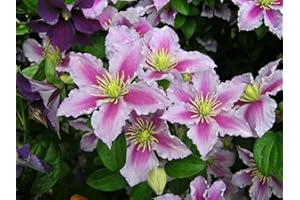 CLEMATITE.NET Clématite Piilu C 3 Litres