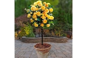 YOUGARDEN You Garden - Bare Root Patio Standard Rose 'Yellow' 60-70cm