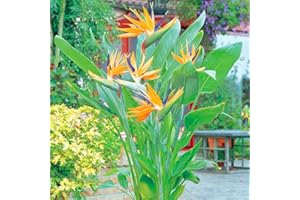 GARDENS4YOU Strelitzia Plant Bird of Paradise - 1 Plant