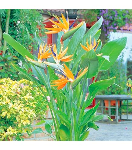 Sperli-Samen Paradiesvogelblume (Strelitzia reginae) : Amazon.de: Garten
