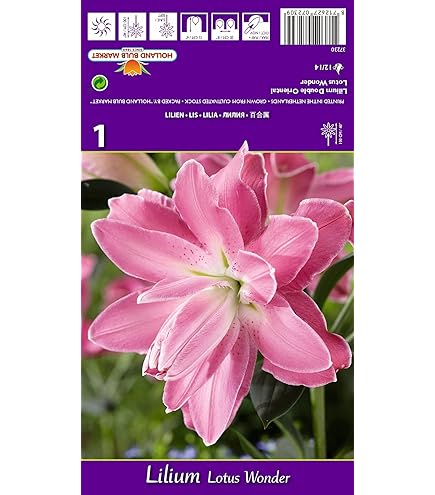 Bulbi Di Gladiolo Joyeuse Entr&eacute;e - Fiori Gialli Perenni Per Aiuole E Vasi, Confezione Da 7