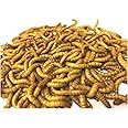 The Mealworm Company LIVEFOODS DIRECT 500g Live Regular Mealworms 23-30mm