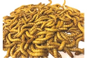 The Mealworm Company LIVEFOODS DIRECT 500g Live Regular Mealworms 23-30mm Live Mealworms For Garden Birds