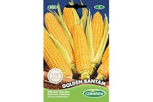 Germisem graines Maïs sucré GOLDEN BANTAM