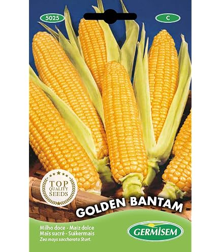 Semi Di Mais Dolce JUMBO F1 (tipo Bonduelle) - 5 Grammi. Ibrido Super Dolce, Non OGM, Alta Germinabilità. Spighe Giallo Brillante Da 20-22 Cm.