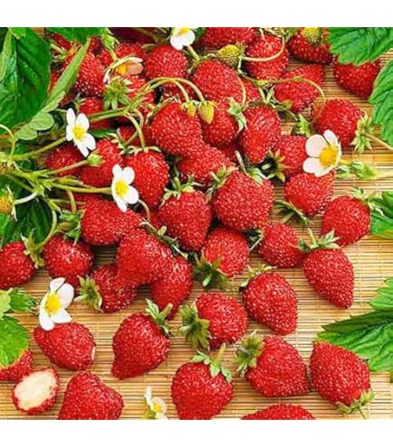 Strawberry 900 *Ambizu*) 9 Packs Rare Hybrid Edible Purple Yellow