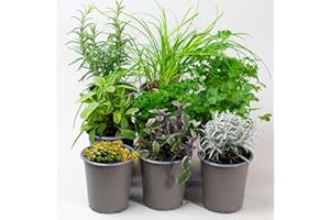TROPICAL PLANTS UK 9 x Mixed Herbs - Plants Outdoor Garden Ready or Great House Plants, Thyme, Oregano, Rosemary & Chives, Create Your own herb Garden
