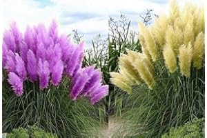 CSL SUNRISE GMBH Set Frosthartes Amerikanisches Pampasgras Cortaderia Ziergras im Topf 2x rosa