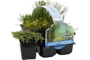 Bloomique - Set of 6 - Oxygen Pond Plants - Water Plants Mini Pond - Zone 5 - Hardy - Height 15-25 cm - Pot 9 cm