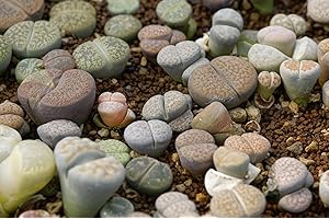 Just Seed - Flower - Cactus - Living Stone - Lithops Mixed - 20 Seeds