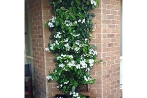 LAMPHLE Semillas de jazmín, 200 Unids/bolsa Semillas de jazmín Floreciente Intolerante a la sequía Flor blanca Semillas de plantas de flores Flor de árboles frutales Semillas de vegetales Semillas de j