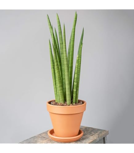Sansevieria Cylindrica Spaghetti Potted Indoor Plant Gift for Home or  Office : Amazon.com.be: Garden