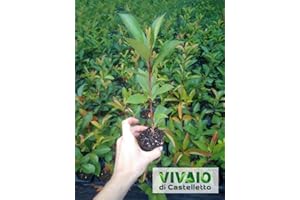 Photinia Fotinia Fraseri Red Robin da siepe in vaso biodegradabile ø8 cm Vivaio di Castelletto